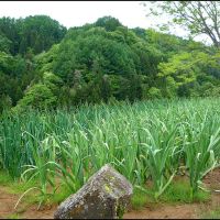 Green onion and garlic in Komagoe Hamlet, Ogawa Village, Ичиномия