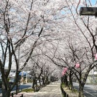 SAKURA 水道路の桜, Касугаи