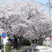 SAKURA 水道路の桜, Касугаи