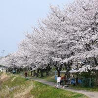 SAKURA　ふれあい緑道の桜, Касугаи