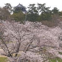 桜満開　国道１号からの岡崎城, Оказаки