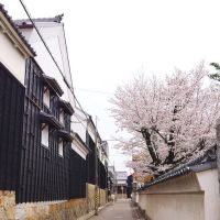 満開桜と八丁蔵通り, Оказаки