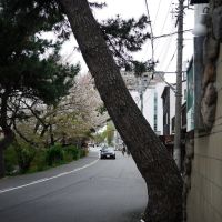 Tilted tree, Оказаки