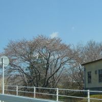 豊田市上下水道局高橋水源送水場の桜, Тойота