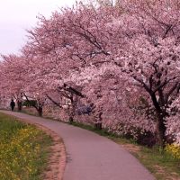 Cherry Trees, Акита
