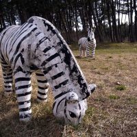 Zebra, Иокот