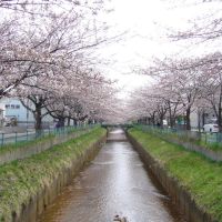 Row of cherry blossoms, Kusouzu river, Sotoasahikawa (外旭川、草生津川の桜並木), Иокот
