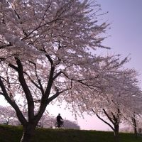 Cherry Trees Avenue, Ноширо