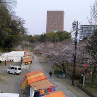 和歌山城　桜, Вакэйама
