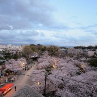 Cherry blossoms at Wakayama Castle 和歌山城の桜, Вакэйама