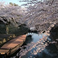 水門川の桜 / Cherry blossoms along the Suimongawa River, Огаки