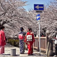 Nadeshiko and the flower of a cherry tree in full bloom, Огаки