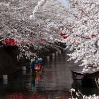 大垣市 水門川の櫻花 The flower of a cherry tree in full bloom., Огаки