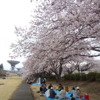 KDDIの桜, Китаибараки