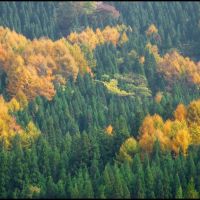 Green Cryptomerias and Yellow Larches, Мииако