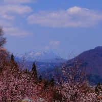 山サクラ越しに黒姫山遠望, Мииако