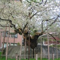 Rock-Breaking Cherry Tree, Мориока