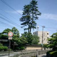 長町の栂（トガ）の木, Каназава
