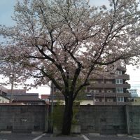 下荒田の根性桜, Кагошима
