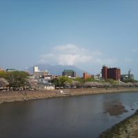 甲突川と桜, Кагошима