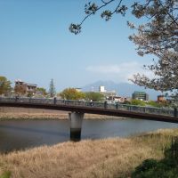 松方橋と桜, Кагошима