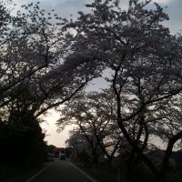夕白町の桜, Айкава