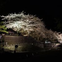 佐渡金山の庭に咲いた桜, Айкава