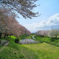 相模三川公園の桜, Ацуги