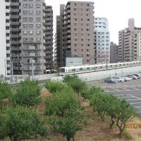 海老名跨線橋から見る小田急小田原線, Ацуги