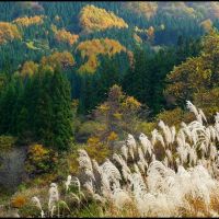 Green Cryptomerias, Yellow Larches and Silver Maiden grass, Зуши