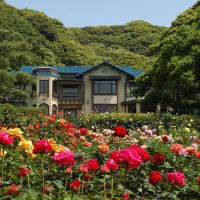 鎌倉文学館のバラ(Rose Garden in Kamakura Museum of Literture), Камакура