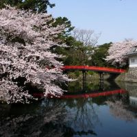 小田原お堀端の橋と桜, Одавара