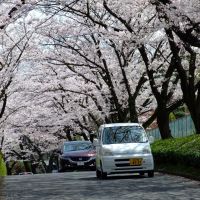 Sakura Filled Road, Сагамихара
