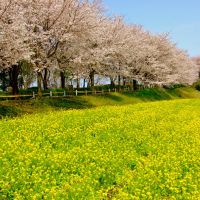 Rape Blossoms with Sakura, Сагамихара