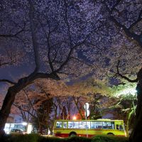 Cherry trees of Sagamihara, Сагамихара