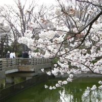 鹿沼公園の桜, Сагамихара