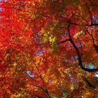 鹿沼公園の紅葉　2013.Nov., Сагамихара