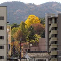 京都 龜岡 龜山城址 銀杏 the golden Ginkgo,more lasting than the Castle of Kameoka,Kameoka,Kyoto,Japan, Камеока
