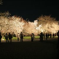 Sakura viewing, Маизуру