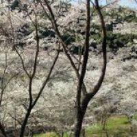 内山観音の桜, Исе