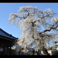 光林寺のしだれ桜, Сузука