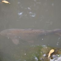 善光寺の池の鯉( A black carp, Матсумото