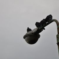 善光寺周辺の街灯の上のハト, Матсумото