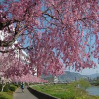 枝垂れ桜並木, Матсумото
