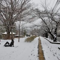 雪の道, Саку