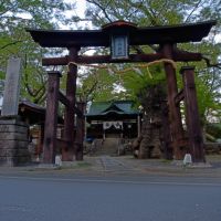 The Tsumashina Shrine, Саку