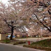 こぼれ桜の若葉町公園, Нагасаки
