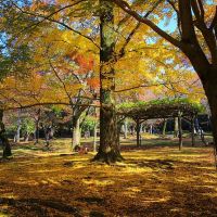 奈良公園銀杏滿地, Нара