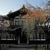 Buddhist art lib of Nara national museum and the droop cherry(Shidare-Sakura) blossoms, Нара