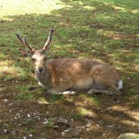 Deer in Nara, Нара
